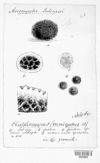 Elaphomyces muricatus image